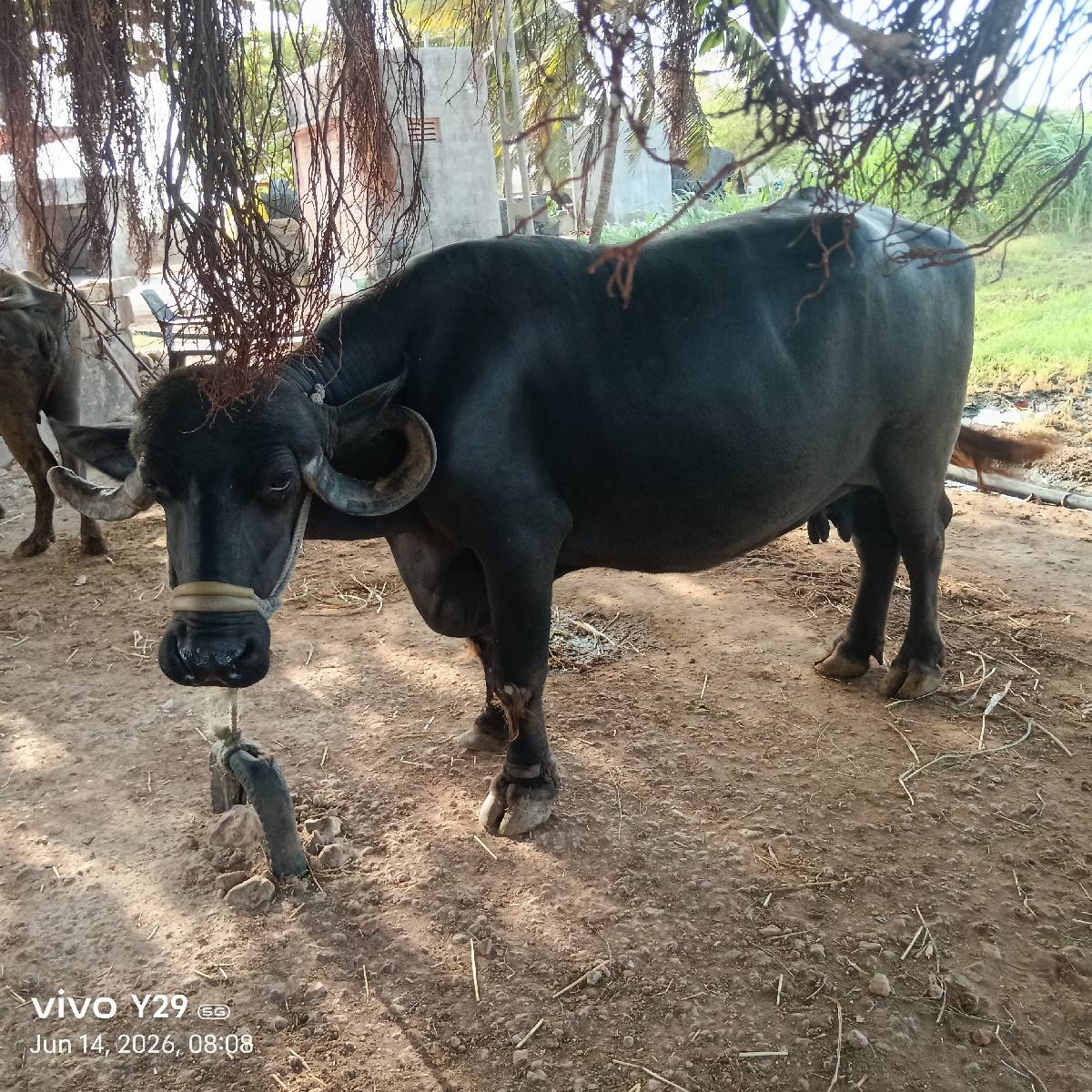 આ ભેંસ વેચવાની છે