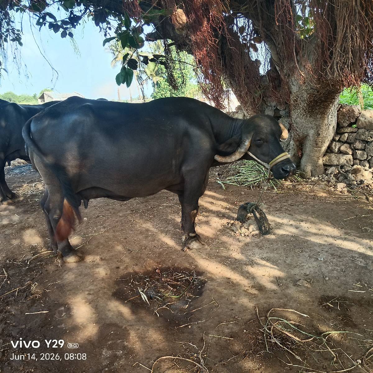 આ ભેંસ વેચવાની છે