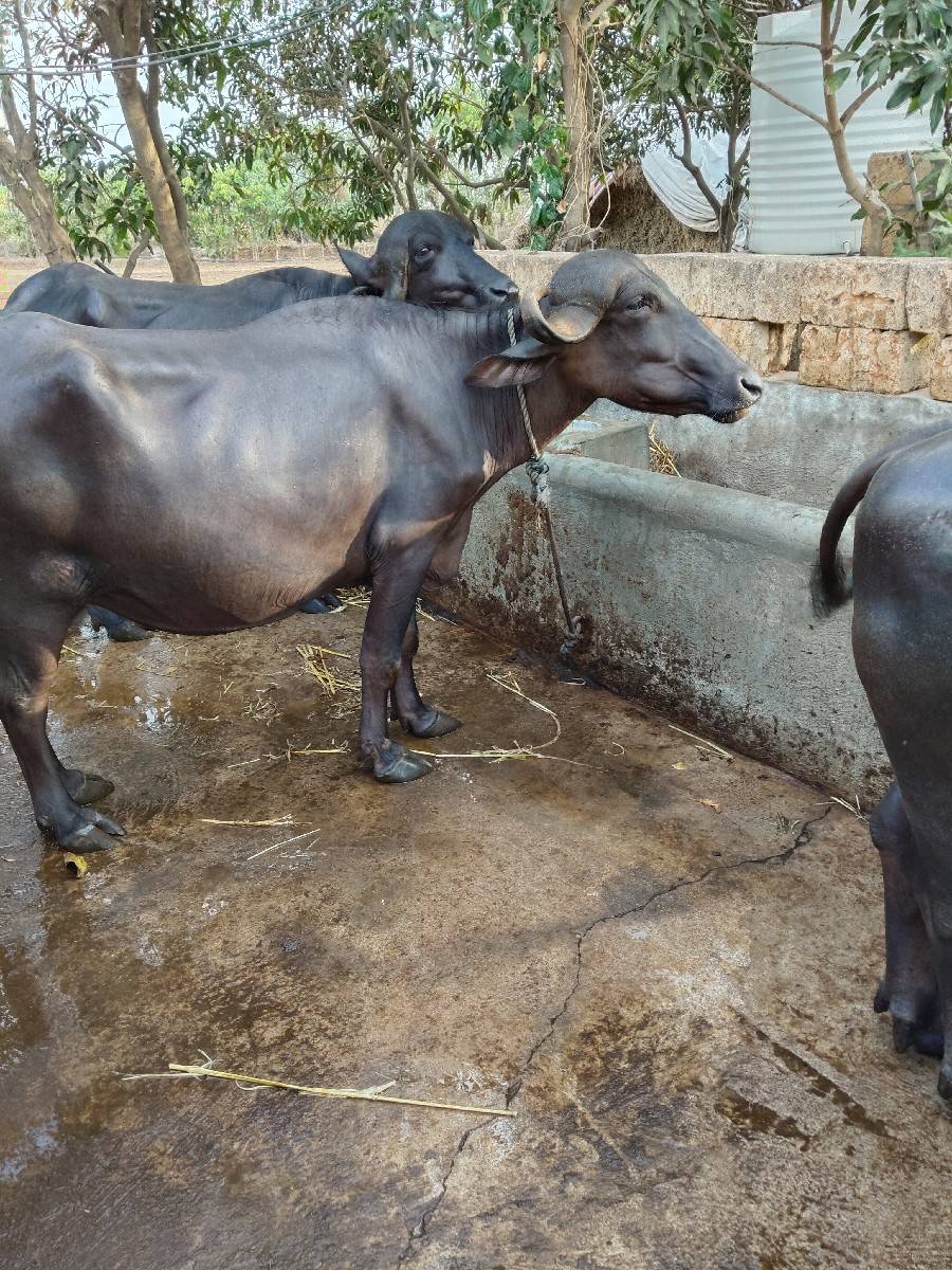 પેલ વેતરૂ