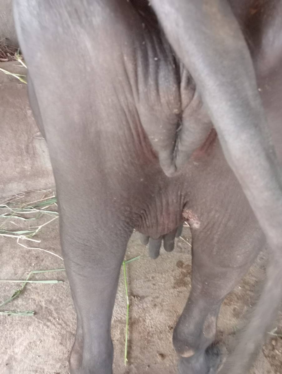 બારડ રણજીતભાઈ