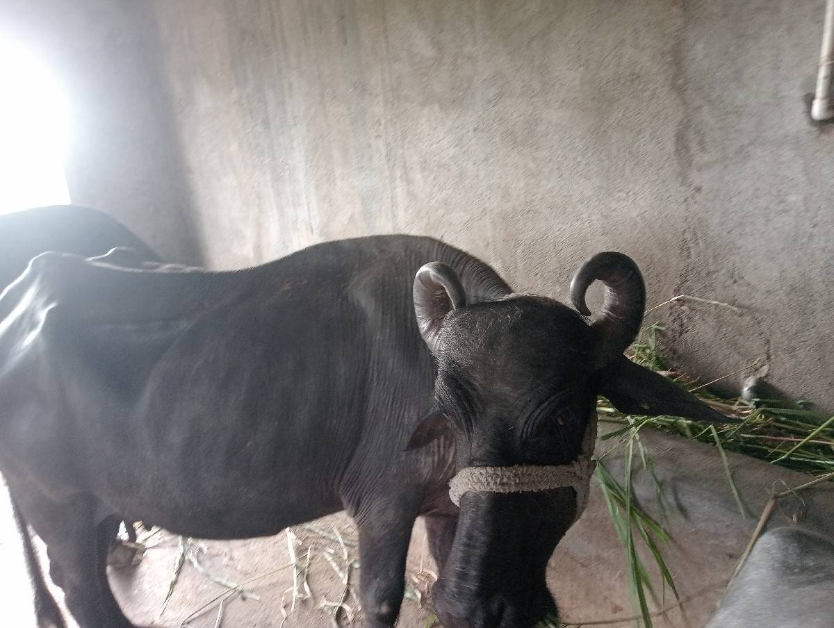 બારડ રણજીતભાઈ