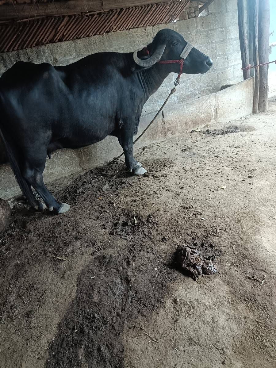 ભેંસ વેચવાની છે