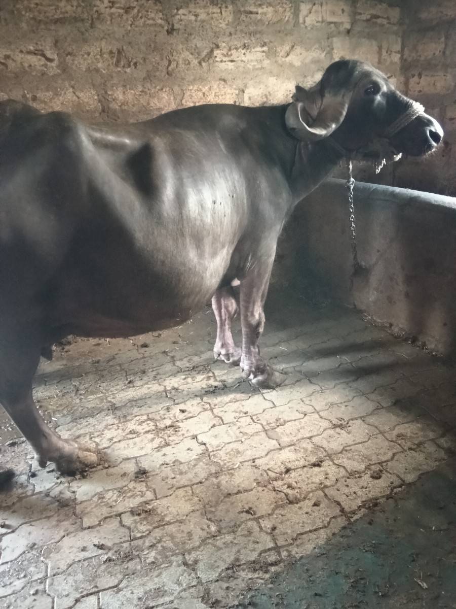 ભેંસ વેચવાની છે