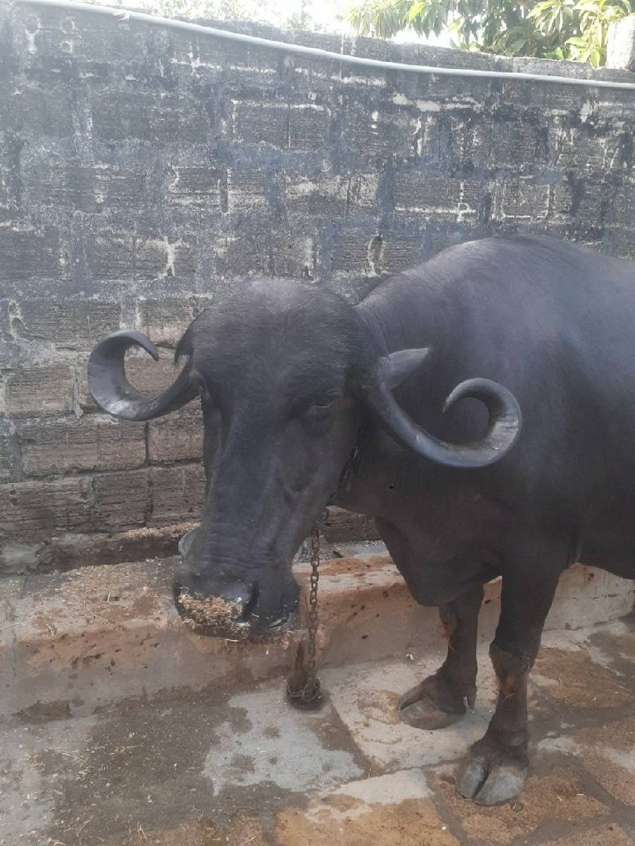 ભેસ વેચવાની છે
