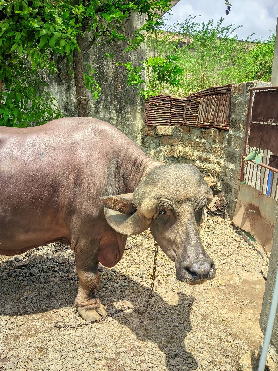 ખડેલી વેશવા ની છે
