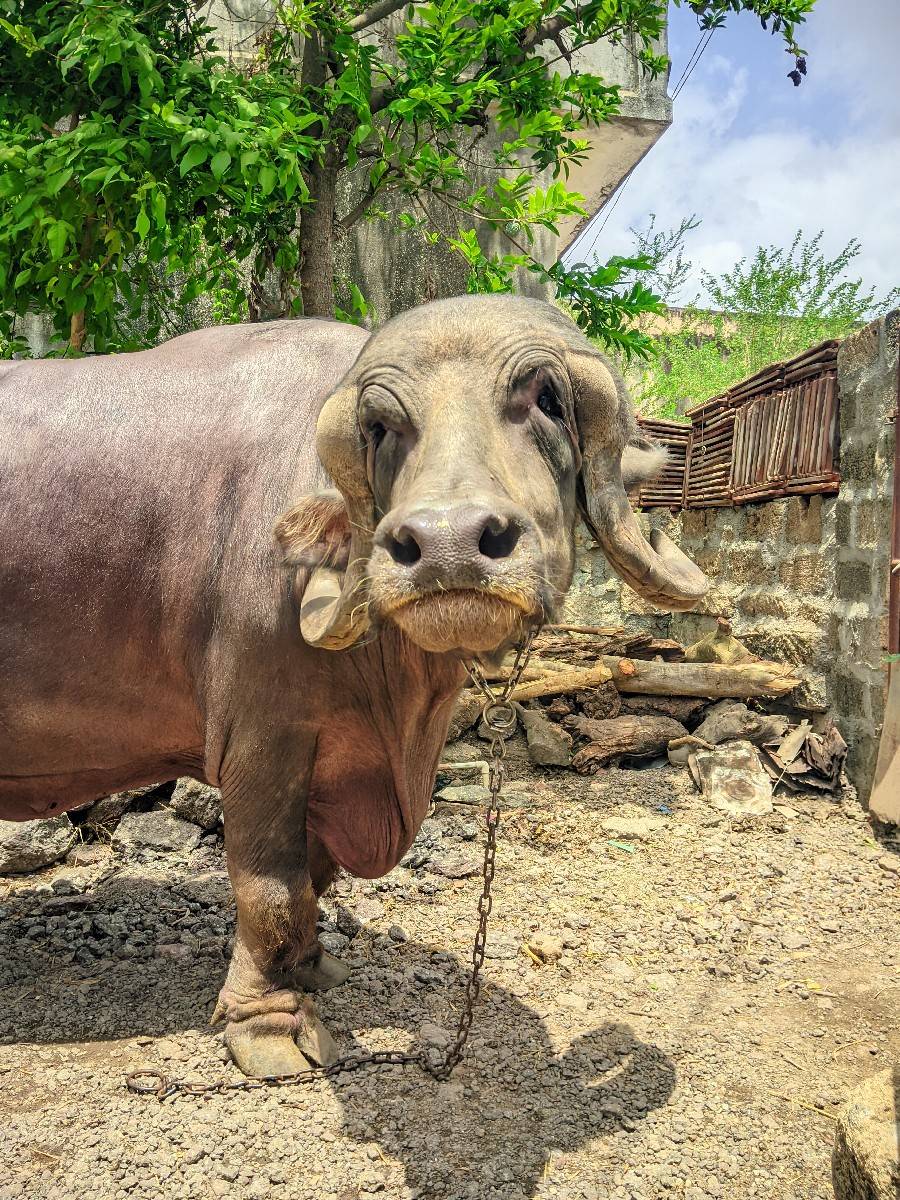 ખડેલી વેશવા ની છે