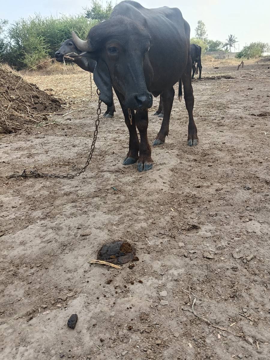 પાડો વેશવાનોછે