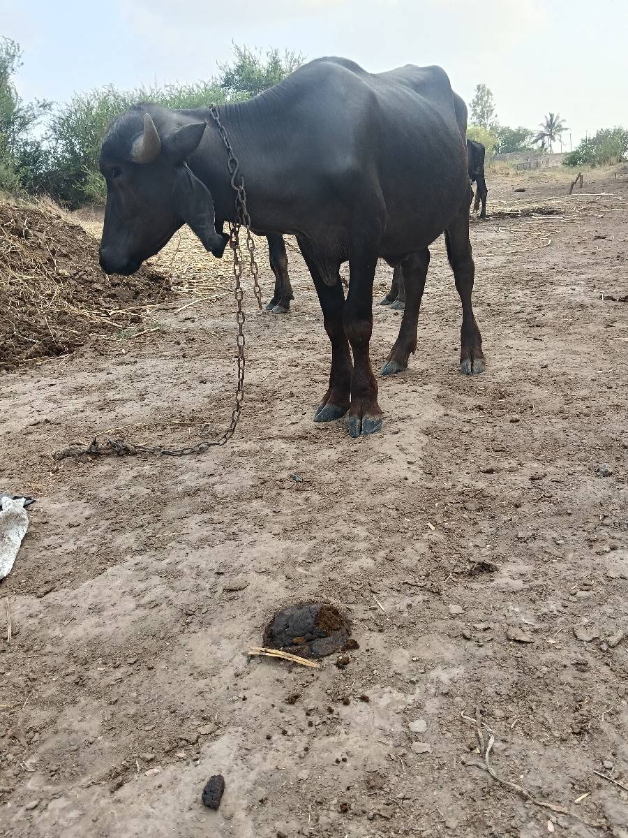 પાડો વેશવાનોછે