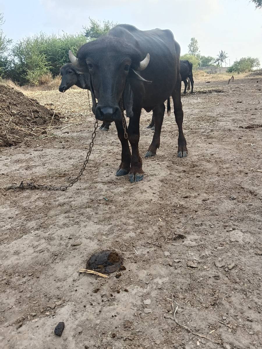 પાડો વેશવાનોછે
