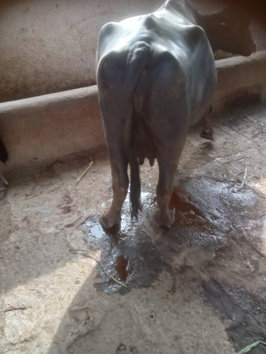 ભેંસ વેચવાની છે