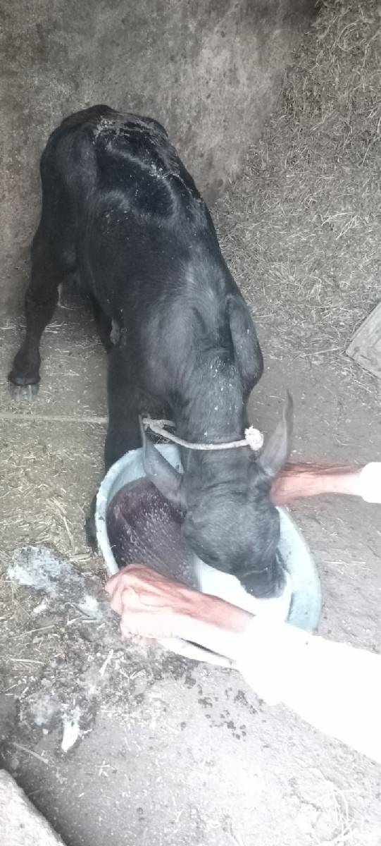 પાડો વેચવાનો છે