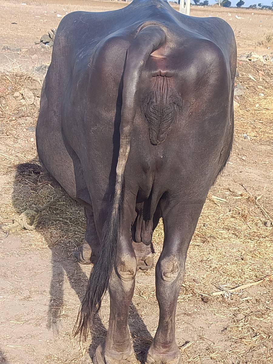 ભેસ વેચવાની છે