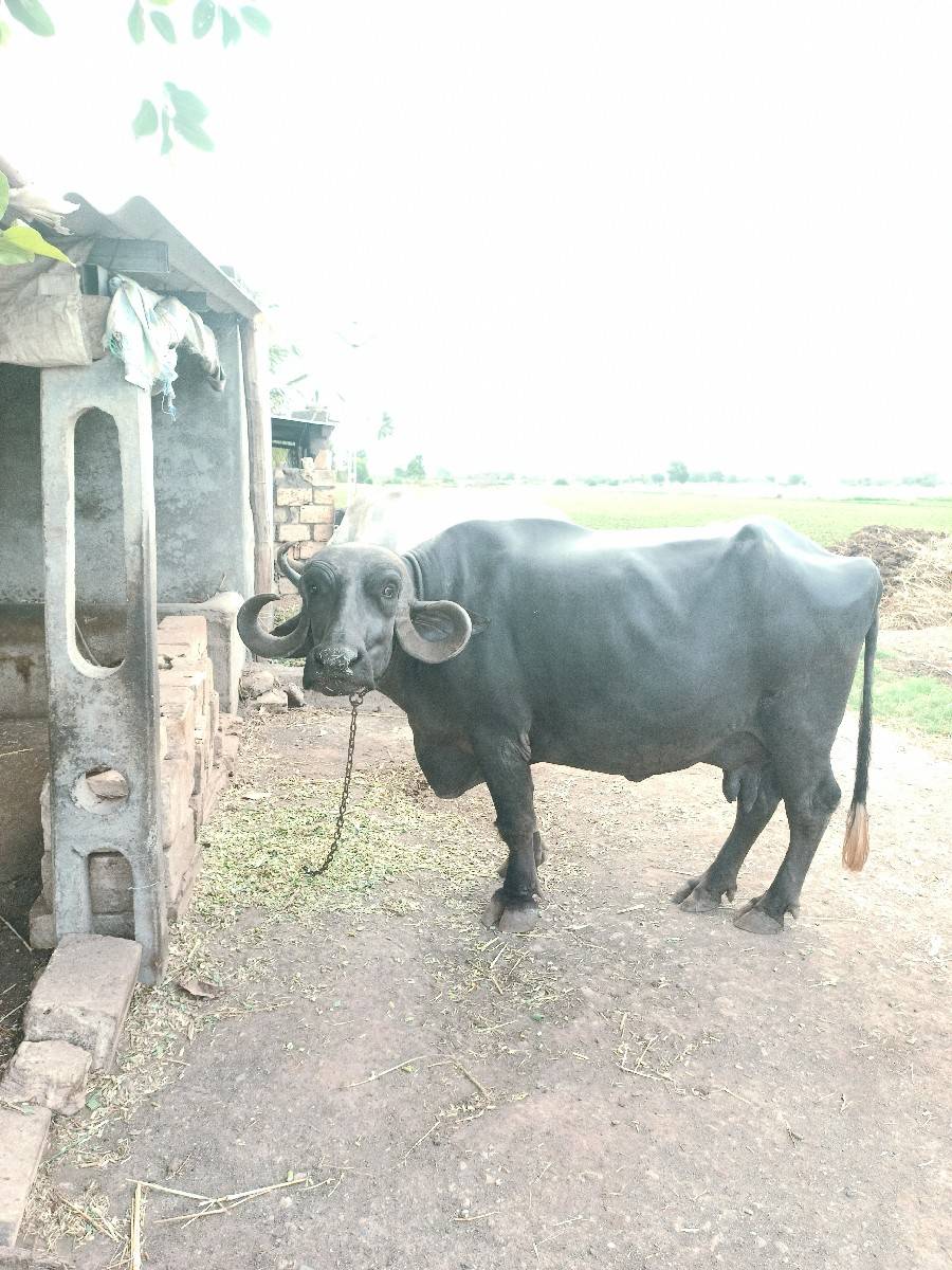 વેચવાની સે