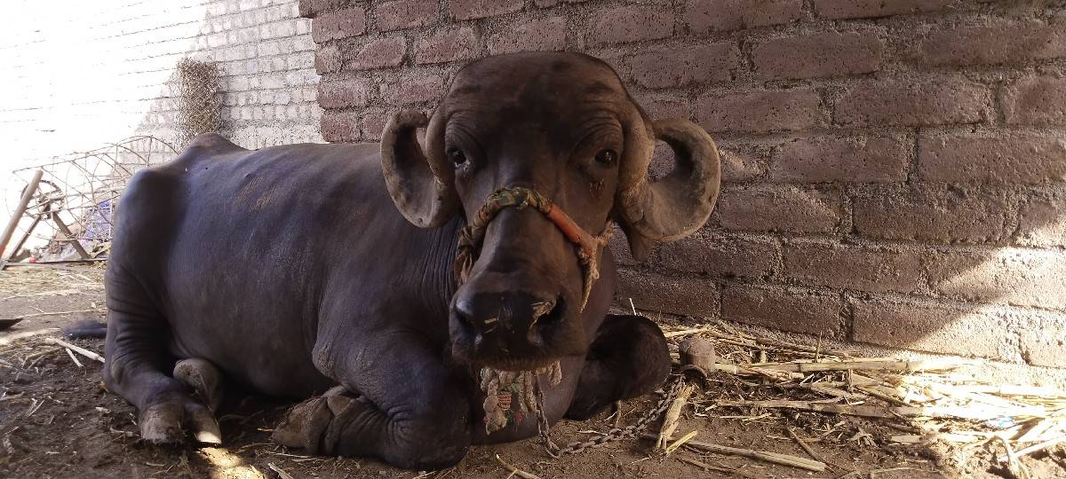 આ ભેંસ વેસવાની છે