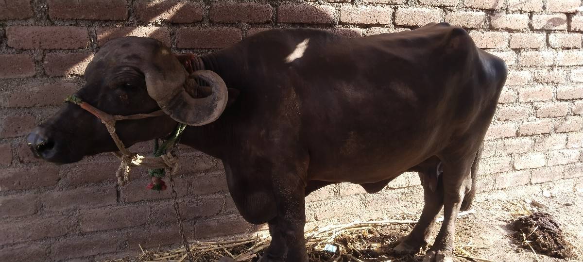 આ ભેંસ વેસવાની છે