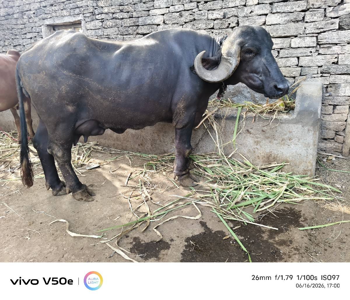 ભેંસ વેચવાની છે.