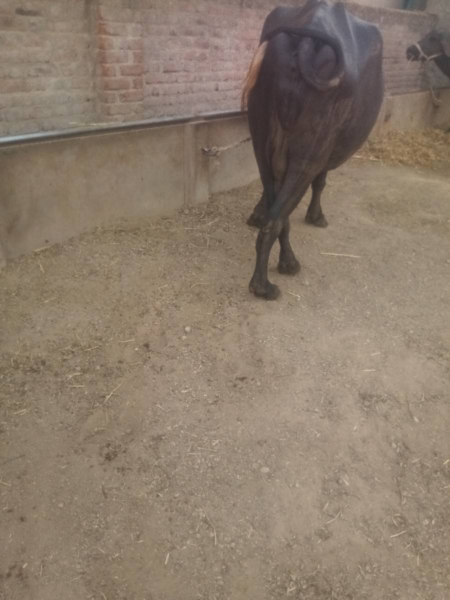 ખળેલીવેચવાનીછે