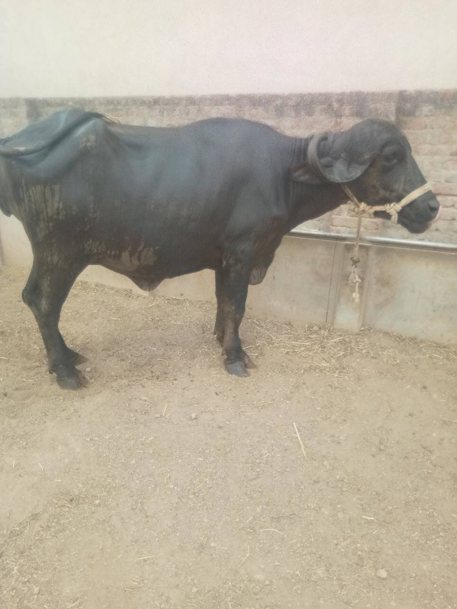 ખળેલીવેચવાનીછે