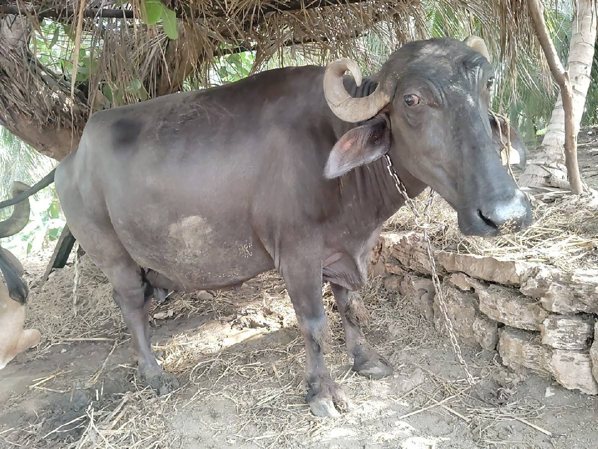 ભેંસ વેચવાની છે