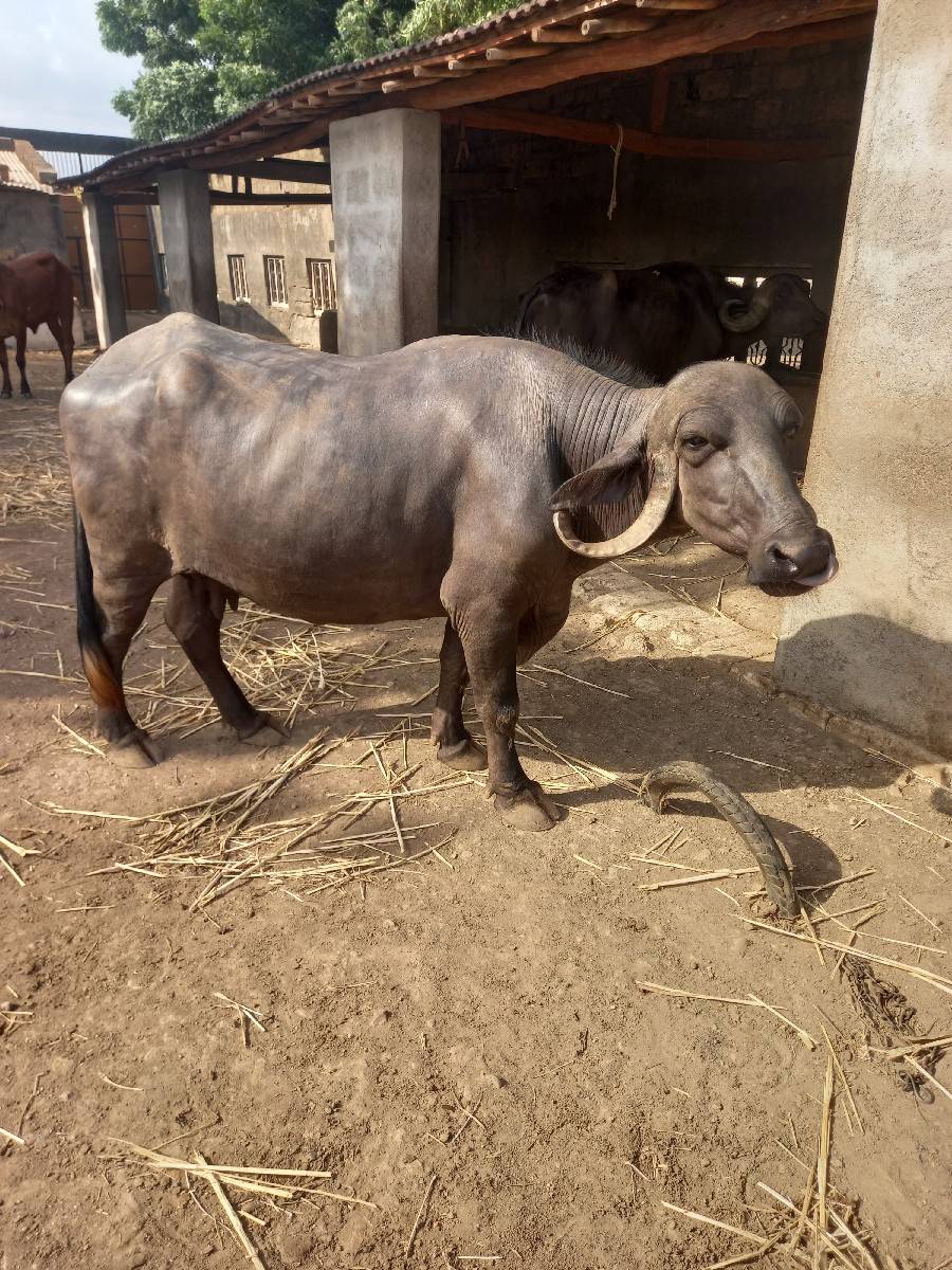 ભેષ વેચવા ની છે