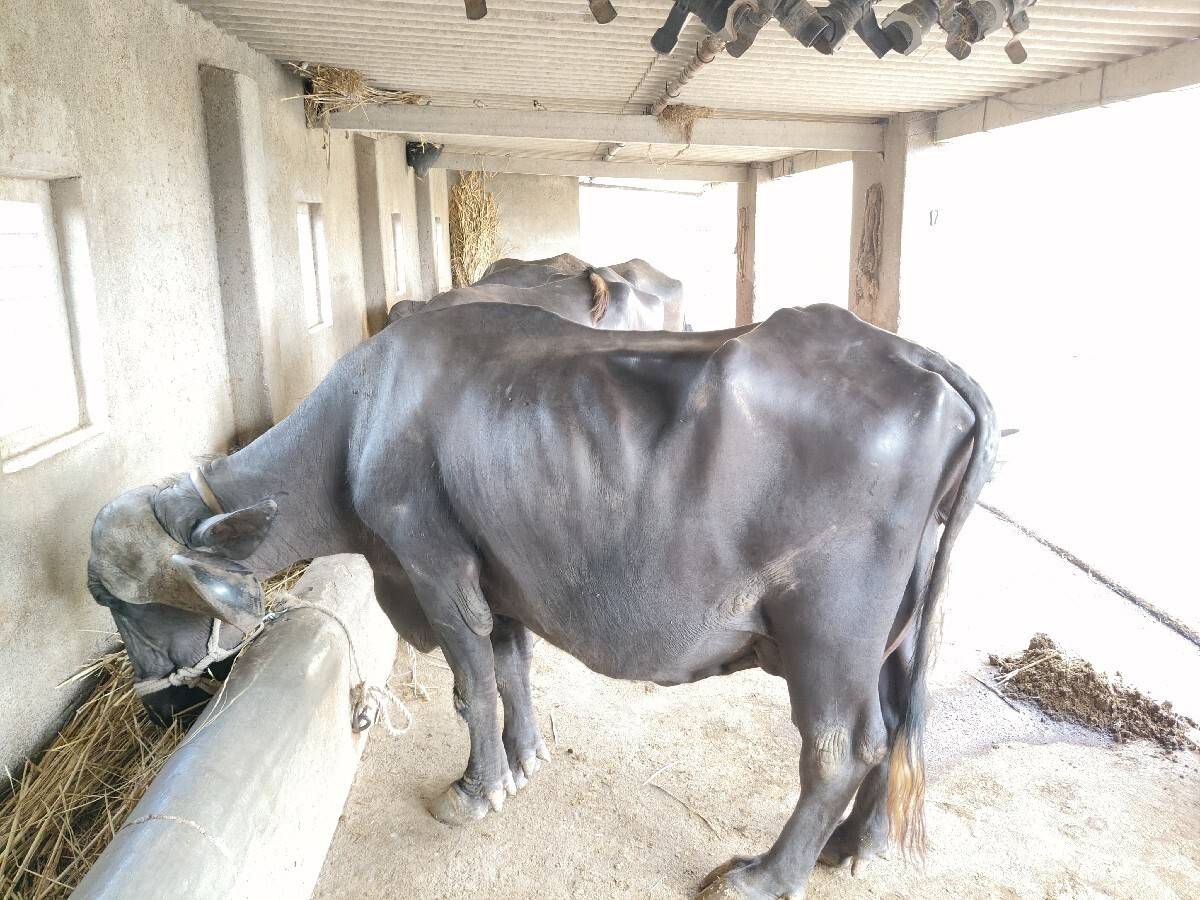 ચાવડા કરશન ભાઈ  નંબર.9727418165