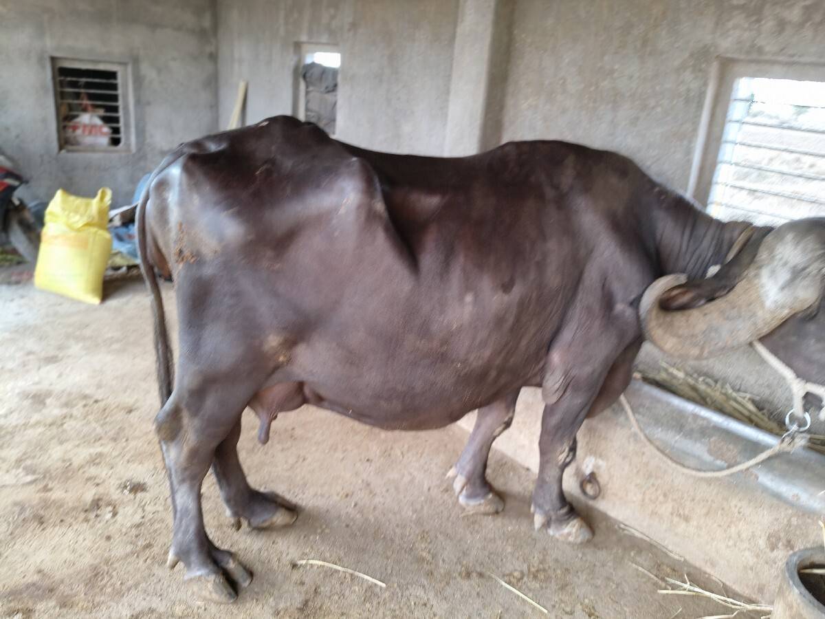 ચાવડા કરશન ભાઈ  નંબર.9727418165