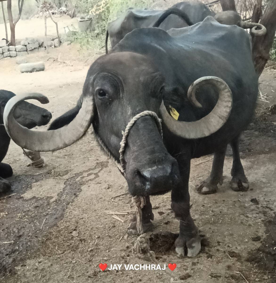 ભેંસ વેચવાની છે