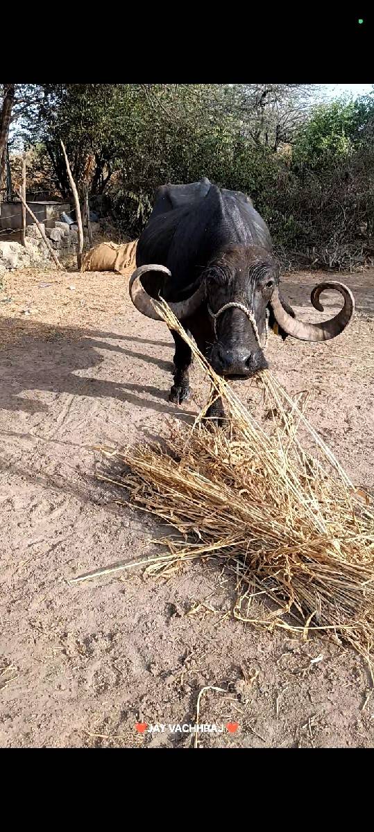 ભેંસ વેચવાની છે