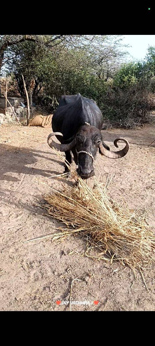 ભેંસ વેચવાની છે