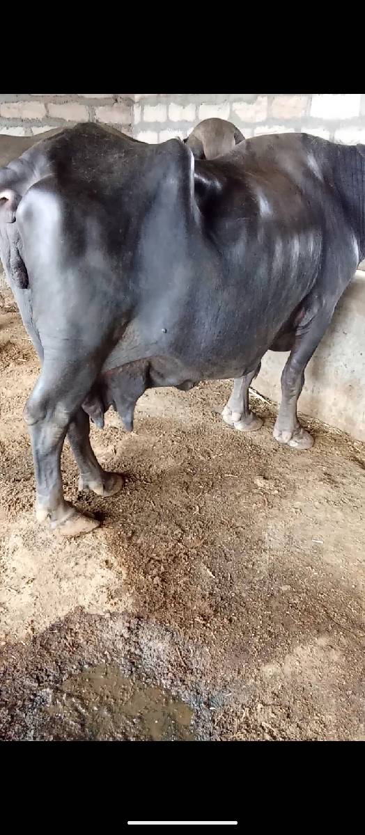 ભૈસ વેચવાની છે
