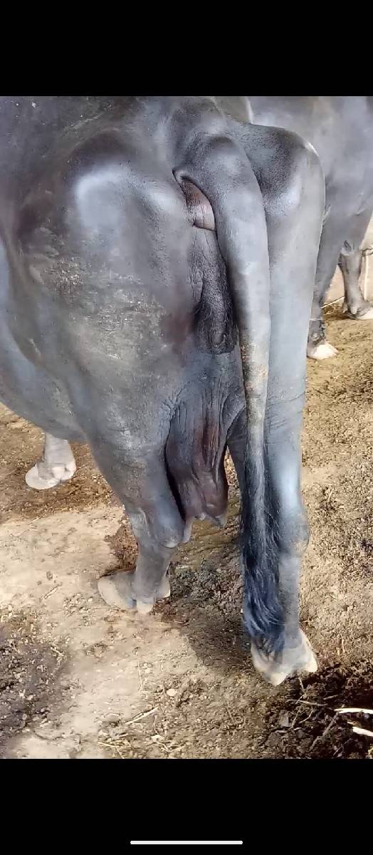 ભૈસ વેચવાની છે