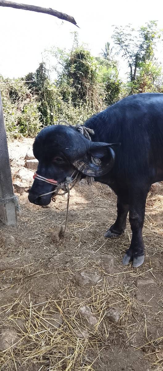 પાડો ‌વેચવાનો છે