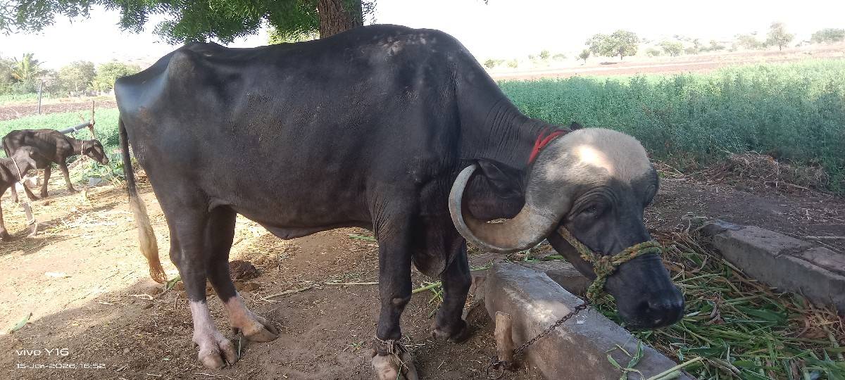 ખડેલી