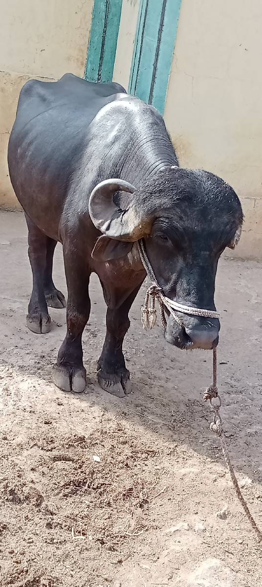 પાડો