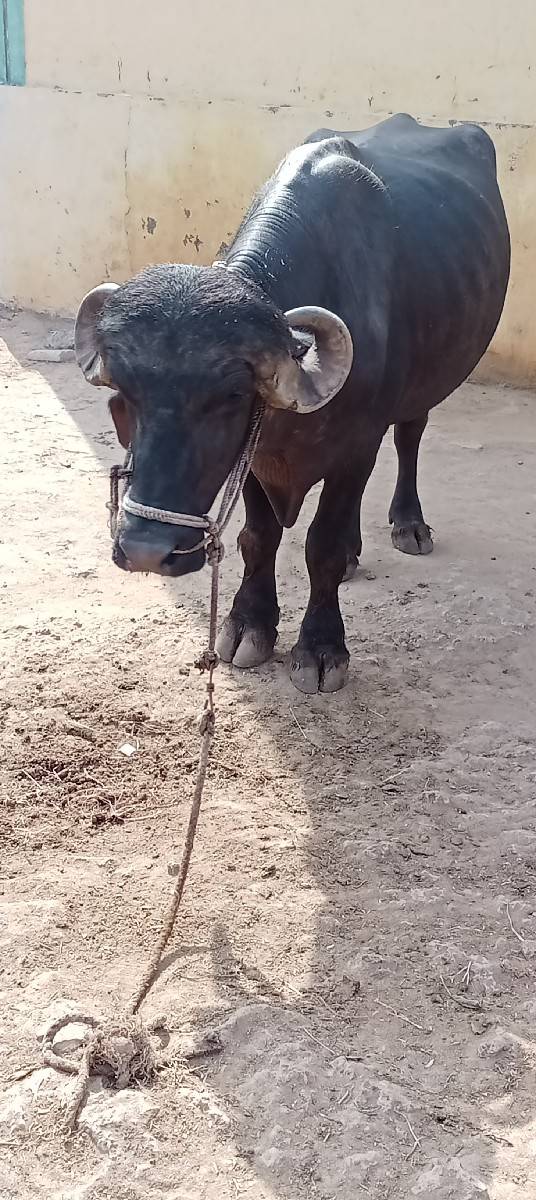 પાડો