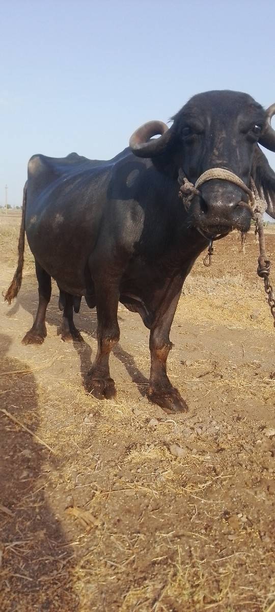 ચોથું વેતર દશ દીવશ ની વારછે