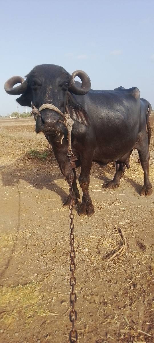ચોથું વેતર દશ દીવશ ની વારછે