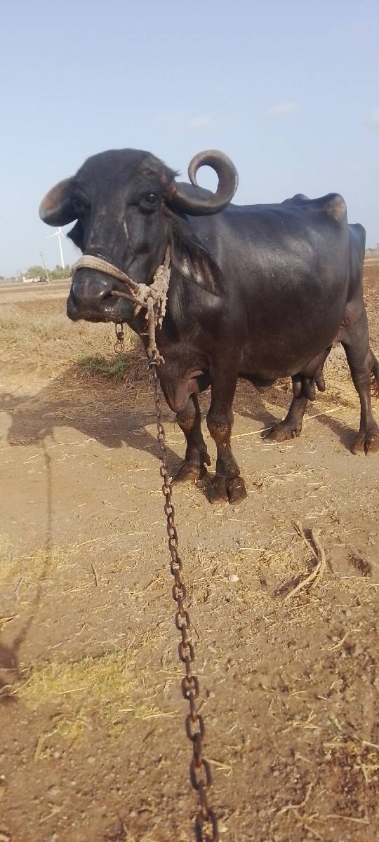 ચોથું વેતર દશ દીવશ ની વારછે