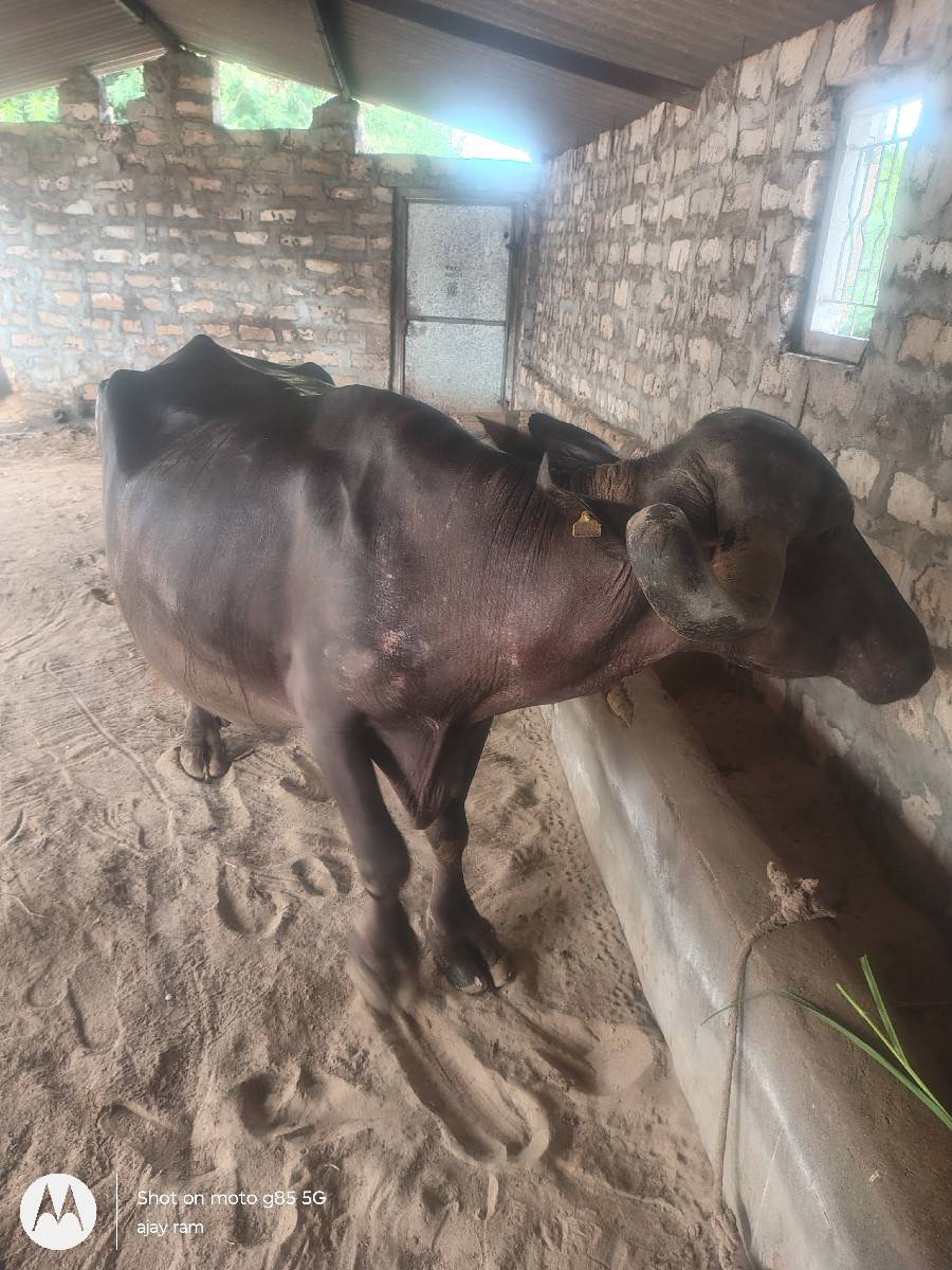 ભેંસ વેચવાની છે