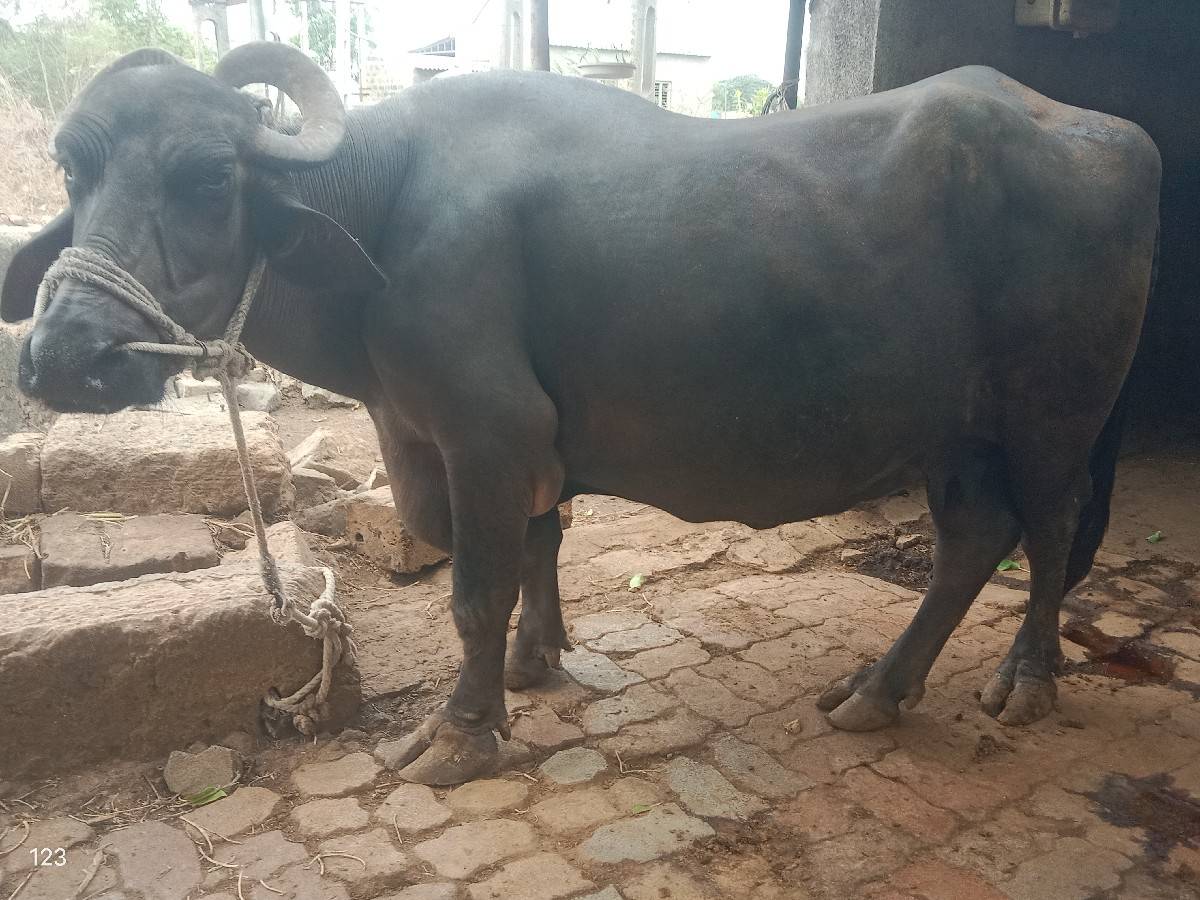 ભેંસ વેચવા ની છે