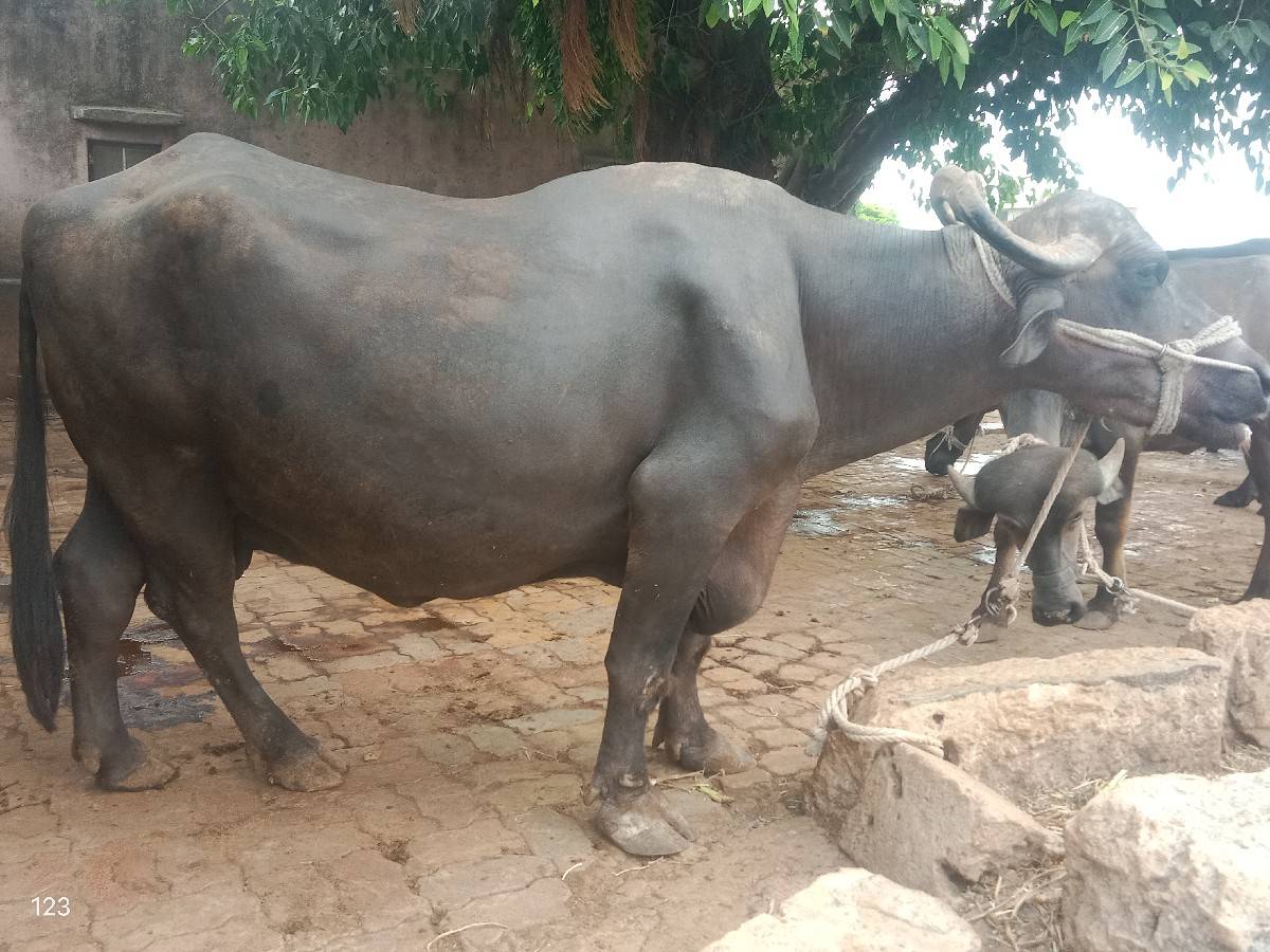 ભેંસ વેચવા ની છે