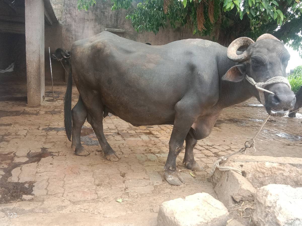 ભેંસ વેચવા ની છે