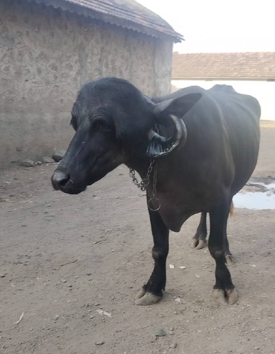 વેચાણ માટે છે