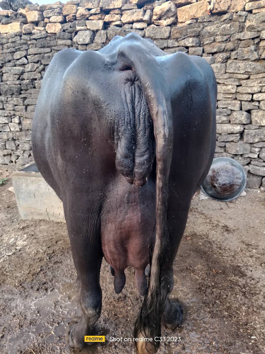 વેચવા‌‌ ની છે