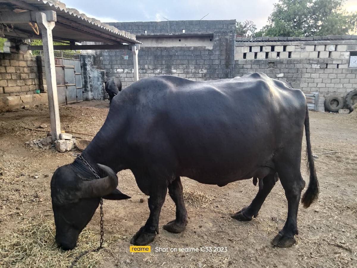 વેચવા‌‌ ની છે