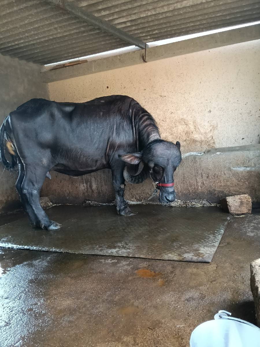 ભેંસ વેચવાની છે