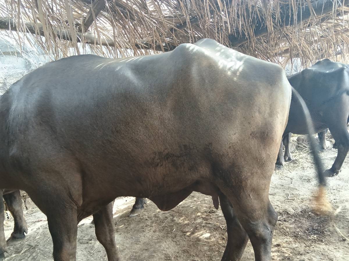 વૅચવા વાની છે