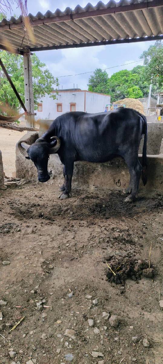 ભેંસ વેચવાની છે