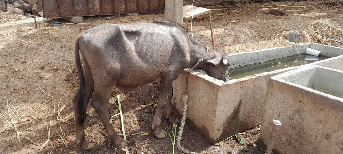 2 પાડા વેશવાના છે