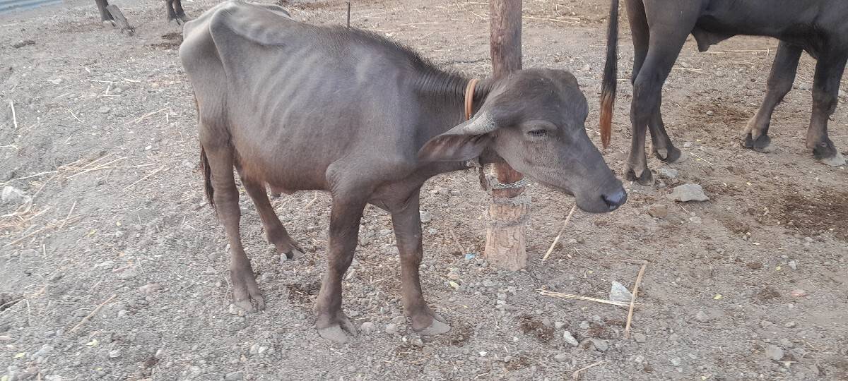 2 પાડા વેશવાના છે